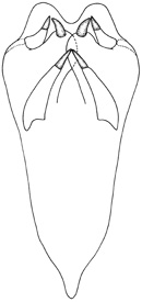 phoxus